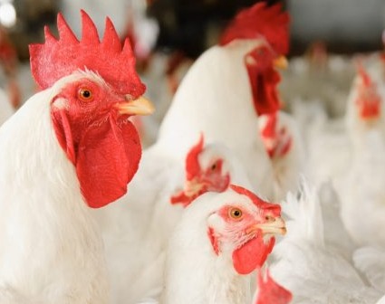 Kazi Farms cull birds