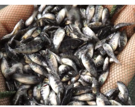 Kazi Farms fish fingerlings